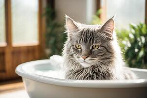AI generated A Maine Coon cat sits calmly in a bathtub filled with water, showcasing the grooming aspect of Maine Coon care photo