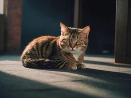 AI generated A serene tabby cat sits on a carpet, bathed in soft sunlight filtering through a room, its piercing gaze holding a mysterious allure photo