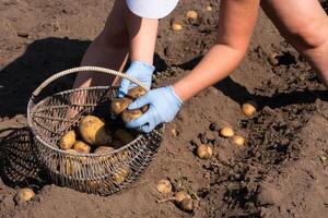 Picking potatoes on the field manually. A man harvests potatoes on earth photo