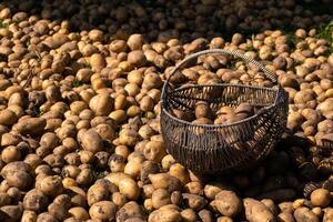 A lot of harvested potatoes are in a pile and in a basket. Autumn harvest photo