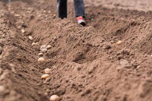 Potatoes lying in the field in the garden during the autumn harvest photo