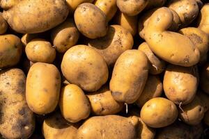 A lot of harvested potatoes lying in a pile. Autumn harvest photo