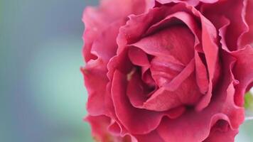 fechar acima, lindo vermelho rosa dentro a jardim video