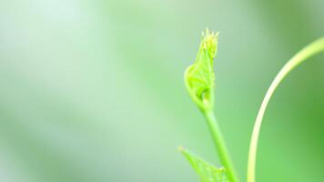 Close-up of leaf shoots by the wind and blurred background with copy space, Selective focus video