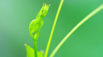 Close-up of leaf shoots by the wind and blurred background with copy space, Selective focus video