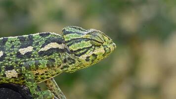 commun caméléon ou méditerranéen caméléon à la recherche autour dans une branche video