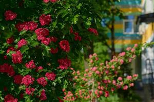 Shrub with bright red quince flowers Chaenomeles speciosa photo