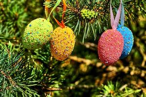 Orange and blue Easter eggs on a green pine branch photo