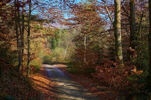 Mountain dirt country road in bright multi colored autumn colors in the sun photo