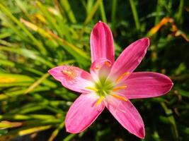 photo of zephyranthes rosea flower