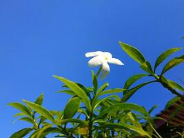 tabernaemontana divaricata flores con azul cielo foto