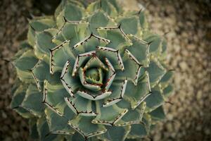 parte superior ver de hermosa agave hojas plantando a hogar suculento jardín foto