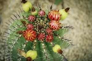 close up fruit of ferocactus at home garden photo