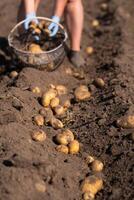 Picking potatoes on the field manually. A man harvests potatoes on earth photo