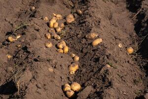 patatas acostado en el campo en el jardín durante el otoño cosecha foto