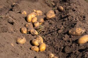 Potatoes lying in the field in the garden during the autumn harvest photo