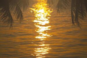 close up palm tree and sea at sunset photo