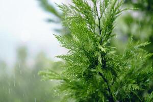 Evergreen Tree on a Rainy Day photo