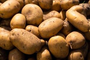 A lot of harvested potatoes lying in a pile. Autumn harvest photo