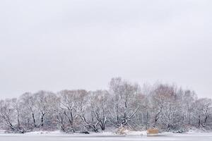 winter landscape on the lake with a view of the shore with trees photo