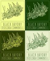 Set of vector drawing BLACK BRYONY in various colors. Hand drawn illustration. The Latin name is DIOSCOREA COMMUNIS L.