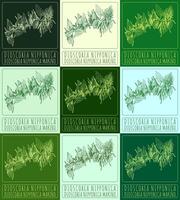 Set of vector drawing DIOSCOREA NIPPONICA in various colors. Hand drawn illustration. The Latin name is DIOSCOREA NIPPONICA MAKINO.