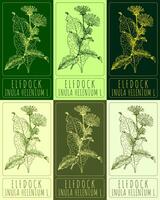 Set of vector drawings of ELFDOCK in different colors. Hand drawn illustration. Latin name INULA HELENIUM L.