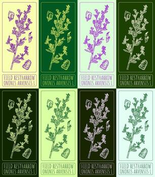 Set of vector drawings of FIELD RESTHARROW in different colors. Hand drawn illustration. Latin name ONONIS ARVENSIS L.