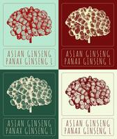 Set of vector drawings of ASIAN GINSENG in different colors. Hand drawn illustration. Latin name PANAX GINSENG L.