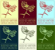 Set of vector drawings of BLOOD RED HAWTHORN in different colors. Hand drawn illustration. Latin name CRATAEGUS SANGUINEA PALL.