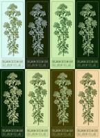 Set of vector drawings of OREGANO in different colors. Hand drawn illustration. Latin name ORIGANUM VULGARE L.