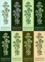 Set of vector drawings of OREGANO in different colors. Hand drawn illustration. Latin name ORIGANUM VULGARE L.