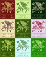 Set of vector drawings of BLACK ELDER in different colors. Hand drawn illustration. Latin name SAMBUCUS NIGRA L.