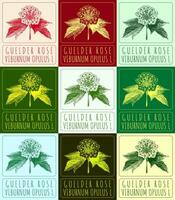 Set of vector drawings of GUELDER ROSE in different colors. Hand drawn illustration. Latin name VIBURNUM OPULUS L.