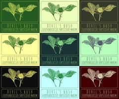 Set of vector drawings of DEVIL'S BUSH in different colors. Hand drawn illustration. Latin name ELEUTHEROCOCCUS SENTICOSUS MAXIM.