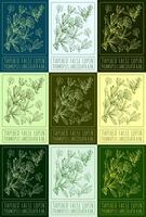 conjunto de vector dibujos de afilado falso lupino en diferente colores. mano dibujado ilustración. latín nombre termopsis lanceolada.