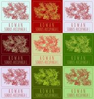 Set of vector drawings of ROWAN in different colors. Hand drawn illustration. Latin name SORBUS AUCUPARIA L.