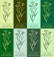 Set of vector drawing Bupleurum in various colors. Hand drawn illustration. The Latin name is Bupleurum scorzonerifolium.