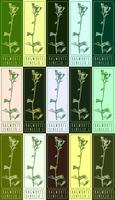 Set of vector drawings of RAGWORTS in different colors. Hand drawn illustration. Latin name SENECIO L.