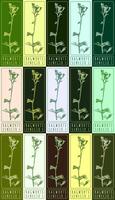 Set of vector drawings of RAGWORTS in different colors. Hand drawn illustration. Latin name SENECIO L.