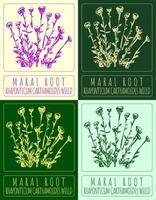 Set of vector drawing MARAL ROOT in various colors. Hand drawn illustration. The Latin name is RHAPONTICUM CARTHAMOIDES WILLD.