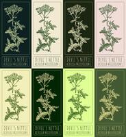 Set of vector drawings of DEVIL'S NETTLE in different colors. Hand drawn illustration. Latin name ACHILLEA MILLEFOLIUM L.