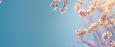 AI generated Spring flower branches with apricot blossoms with empty Space for design Happy Spring greeting post photo