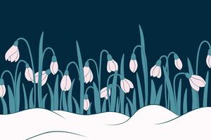 blooming snowdrops background vector