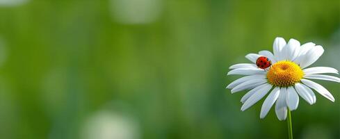 ai generado primavera antecedentes manzanilla flor con Copiar espacio para diseño contento primavera saludo tarjeta foto