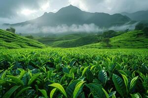 ai generado té plantación en un hermosa montaña Valle foto
