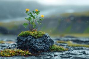AI generated small flowers growing on the rock under the rain drops, nature background photo