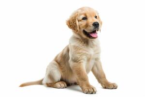AI generated Golden Retriever Puppy Isolated with Copy Space photo
