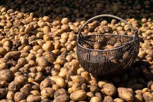 A lot of harvested potatoes are in a pile and in a basket. Autumn harvest photo