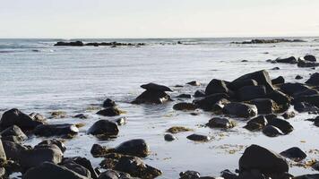 haven zegel resting en tuimelen Aan rots in noorden atlantic oceaan video